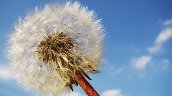 White Blow Flower Under Sunny Blue Skies