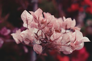 White Bougainvilla Flower