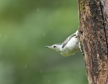 White-breasted nuthatch bird. Free public | Free Photo - rawpixel