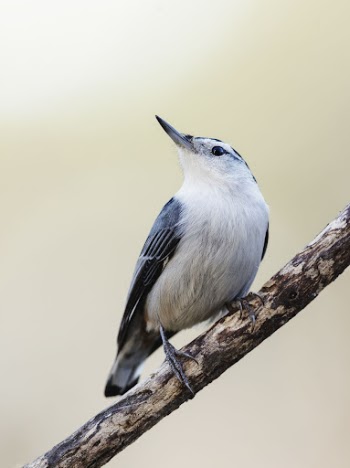 White-breasted nuthatch bird. Free public | Free Photo - rawpixel