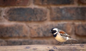 White, Brown, and Black Bird on Top of Brown Wooden Surface