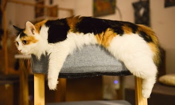 White, Brown, and Black Med Coated Cat Laying on Gray Ottoman
