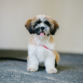 White, Brown, and Black Shih Tzu Puppy