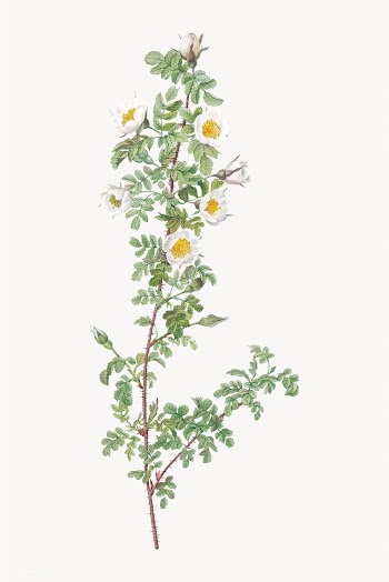 White burnet roses | Free stock vector - 574218