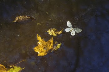 White Butterfly on Body of Water