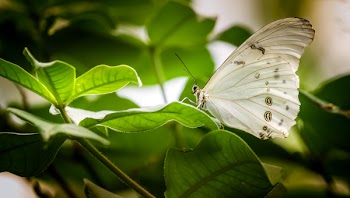 White Butterfly Perched on Green Leaf