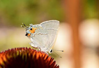 White Butterfly Perched on Red Flower