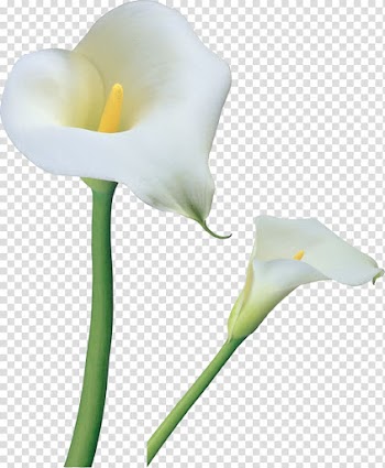 White calla lily flower, Arum-lily Flower Tiger lily Easter lily , Calla Lilies Flowers transparent background PNG clipart