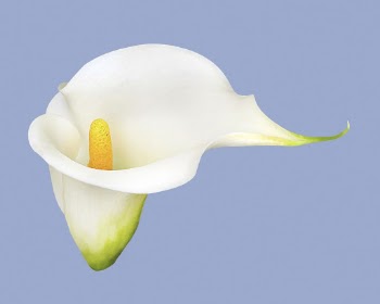White calla lily, flower collage | Free PSD - rawpixel