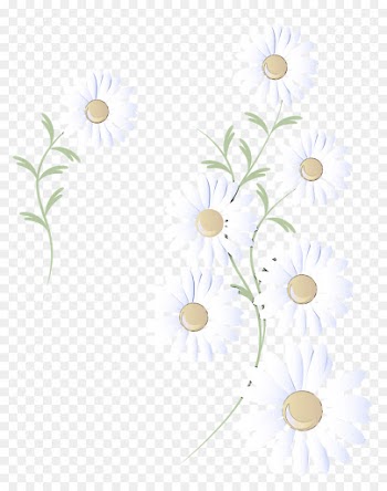 white camomile chamomile flower mayweed