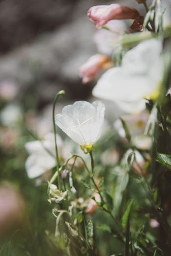 white campanula flower in bloom at daytime