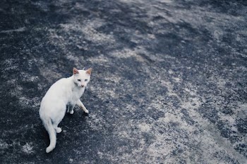 white can walking on gray surface