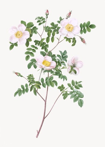 White candolle's rose | Free stock vector - 574349