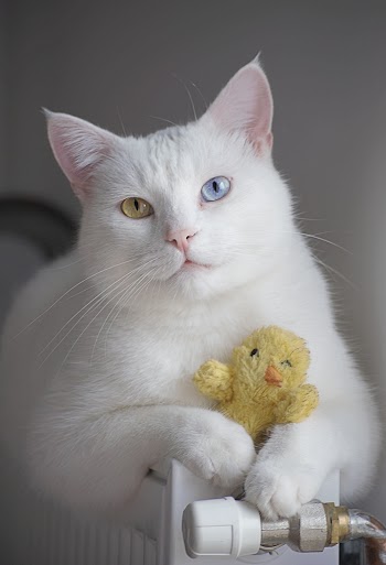 White Cat