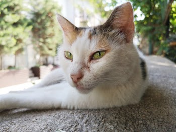 White Cat