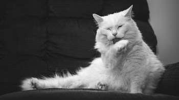 White Cat