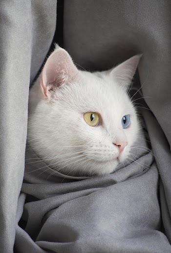 White Cat