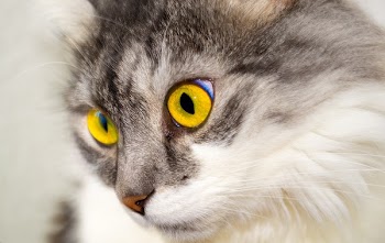 White Cat
