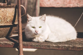 White cat