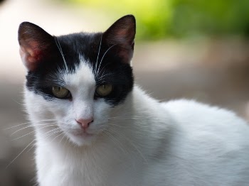 White Cat