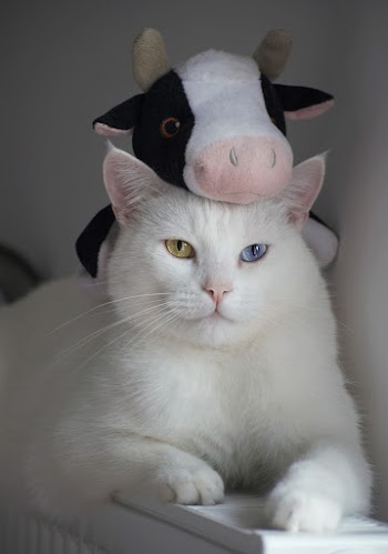 White Cat