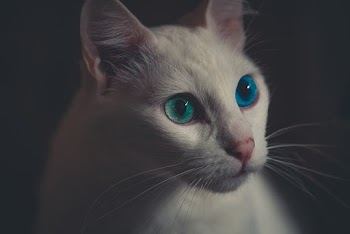 White Cat