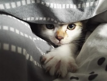 White Cat Hiding Under A Blanket