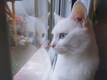 White Cat Looking Out Window