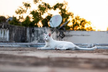 White Cat Lying On Concrete Floor 