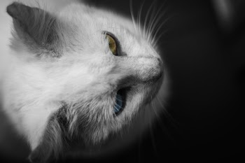 White Cat on Black Background