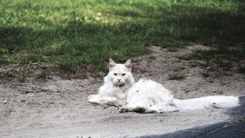 White Cat on Brown Sandy Floor during Daytime