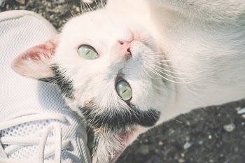 White Cat Selective Focus Photography