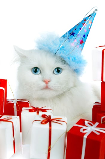 White cat with gifts on a white background