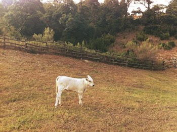 white cattle