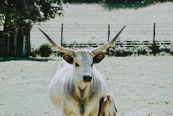 White Cattle