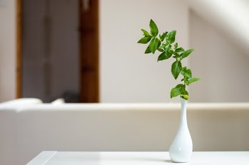 White Ceramic Vase With Green Plant