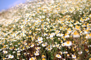 White Chamomile Flower Field