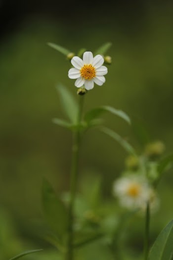 White Chamomile Flower Selective Focus Photography