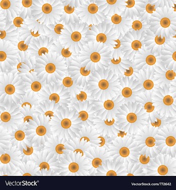  					White chamomiles vector image														