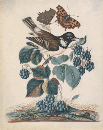 White-cheeked Starling (Sturnus cineraceus), with bramble | Free Photo - rawpixel