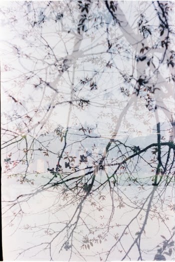 White Cherry Blossom Tree · Free Stock Photo