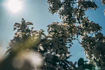 White Cherry Blossom Tree in Bloom at Daytime