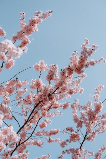 White Cherry Blossom Under Blue Sky · Free Stock Photo