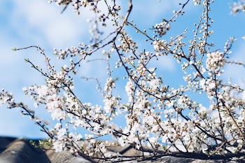 White Cherry Blossom Under Cloudy Sky