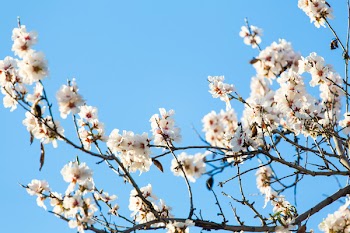 White Cherry Blossoms