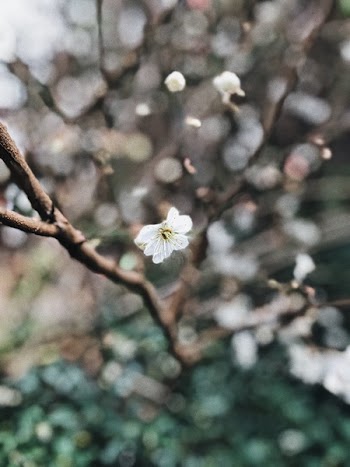 White Cherry Blossoms
