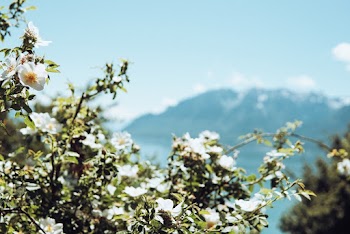 White Cherry Blossoms