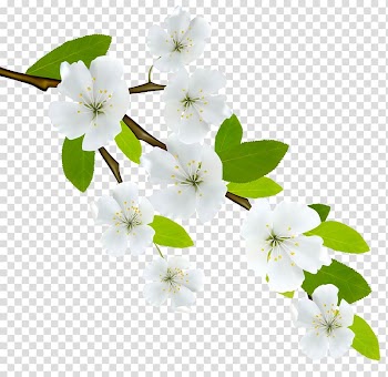 White cherry blossoms illustration, Flowering dogwood Branch , white flowers transparent background PNG clipart