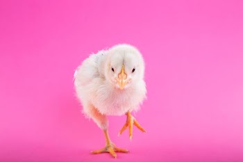 white chick chicken