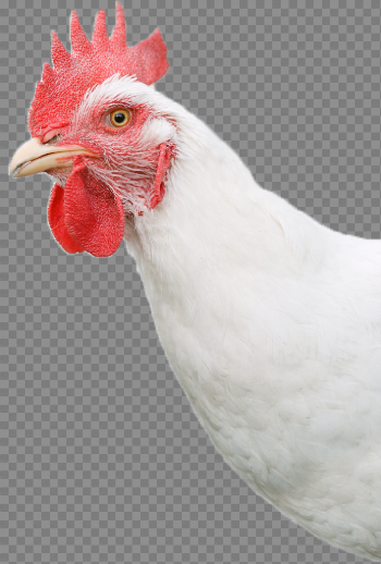 White Chicken Free PNG Image